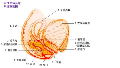 请女生回答