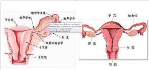 以下4个部位:1,子宫部:为位于子宫壁内的一段,以输卵管子宫口通子宫腔