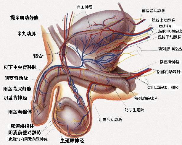 男子泌尿系统结构图图片